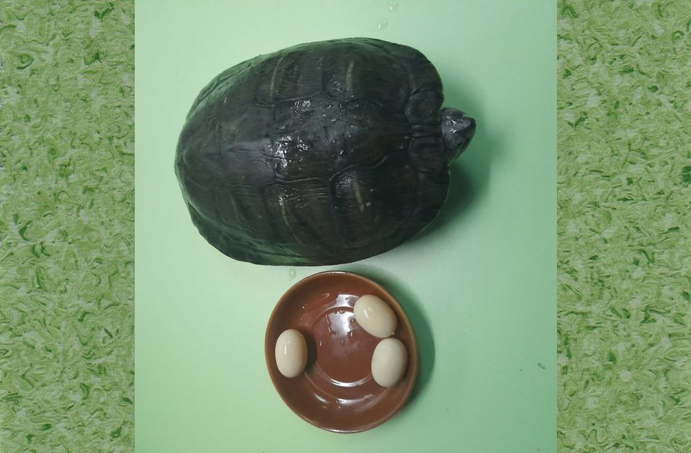 Передвеликоднє диво: черепаха, що живе в Херсонському краєзнавчому музеї, уперше за 7 років відклала яйця