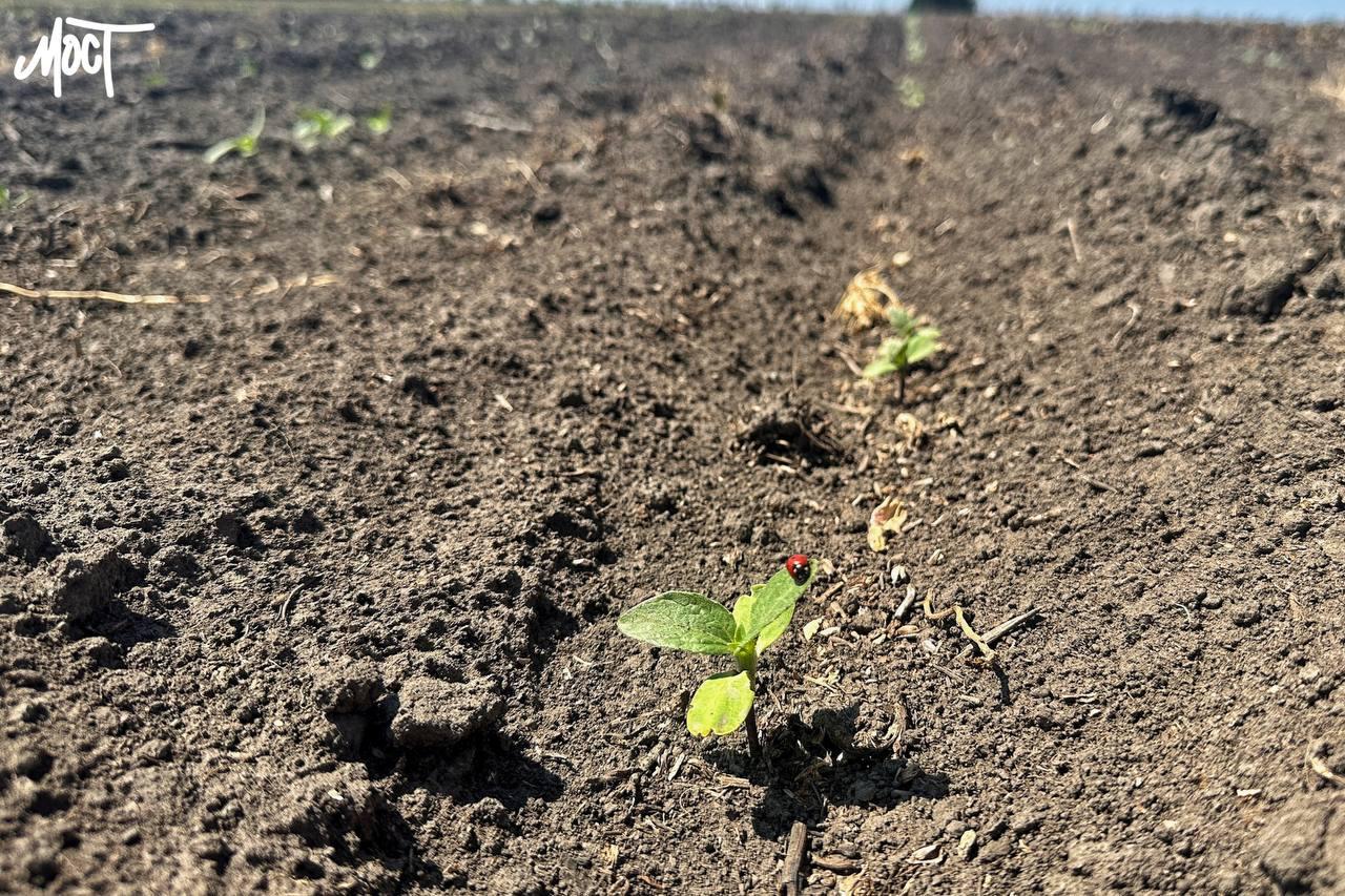 Верховна Рада розгляне законопроєкт про зменшення податків для аграріїв прифронтових територій