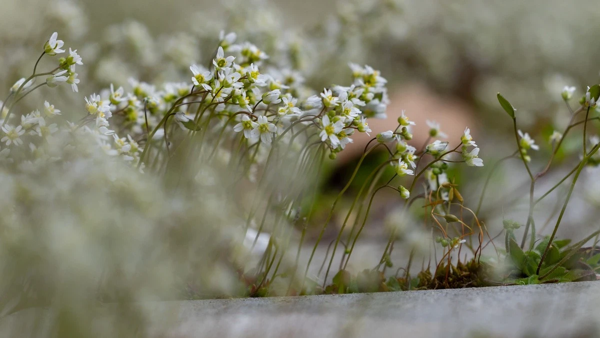Яка погода очікується в Херсоні та області 2 квітня 2026 року?