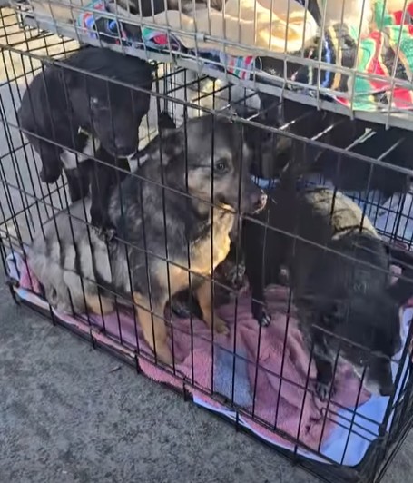 евакуація тварин з Херсона