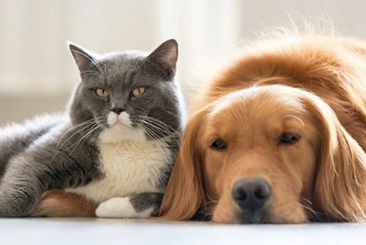 Херсонщина очолила антирейтинг регіонів за кількістю pet-friendly пропозицій житла